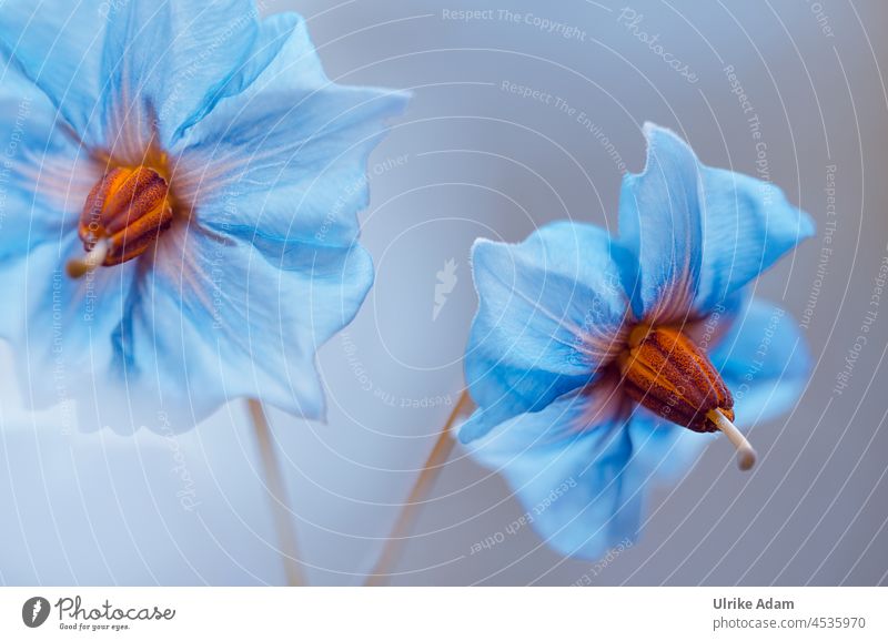 Blüten der Kartoffel Sorte " Blauer Schwede " Hintergrund neutral Unschärfe Detailaufnahme Nahaufnahme Makroaufnahme filigran hell-blau zart alt Gemüsebau