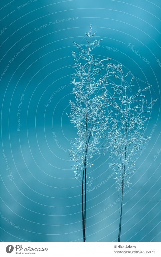 900 | Makrowelt der Gräser - Freigestellte Grasblüten mit blauem Hintergrund Grassamen freigestellt isoliert Hintergrundbild Platz für Text leuchten zart weich