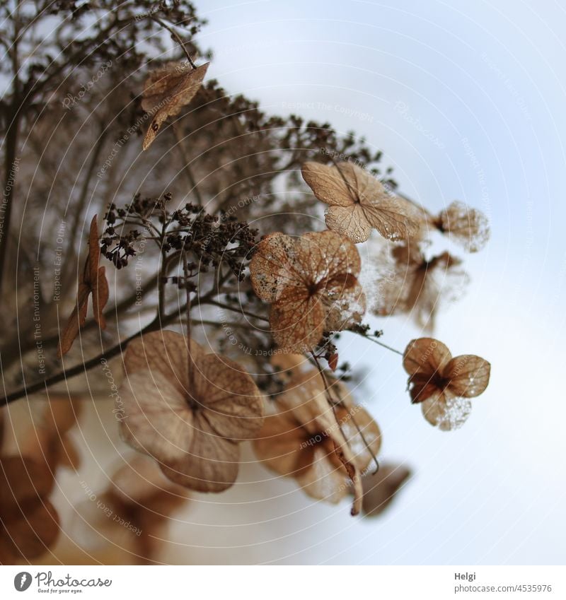 vergänglich - Nahaufnahme einer verblühten Hortensie Blume Blüte Vergänglichkeit Herbst verwelkt Himmel Licht Schatten braun blau weiß Pflanze Außenaufnahme