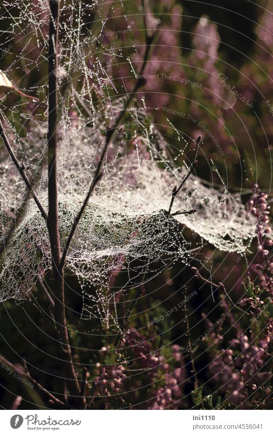 Spinnennetz im Moor zwischen Heidekraut und Birken Natur Morgen Herbst Moorlandschaft Birkensetzling Tautropfen Morgentau Spinnengewebe Gewebe Spinnenfäden