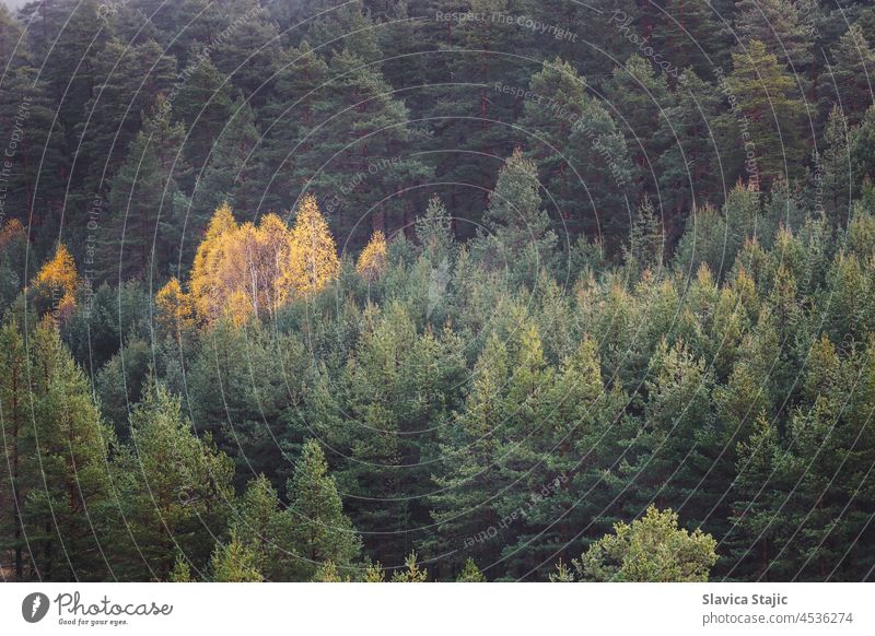 Berg im Herbst Saison. Herbst Waldlandschaft mit bunten Bäumen. Selektiver Fokus Abenteuer Antenne Atmosphäre Hintergrund farbenfroh dunkel Tag Umwelt Märchen