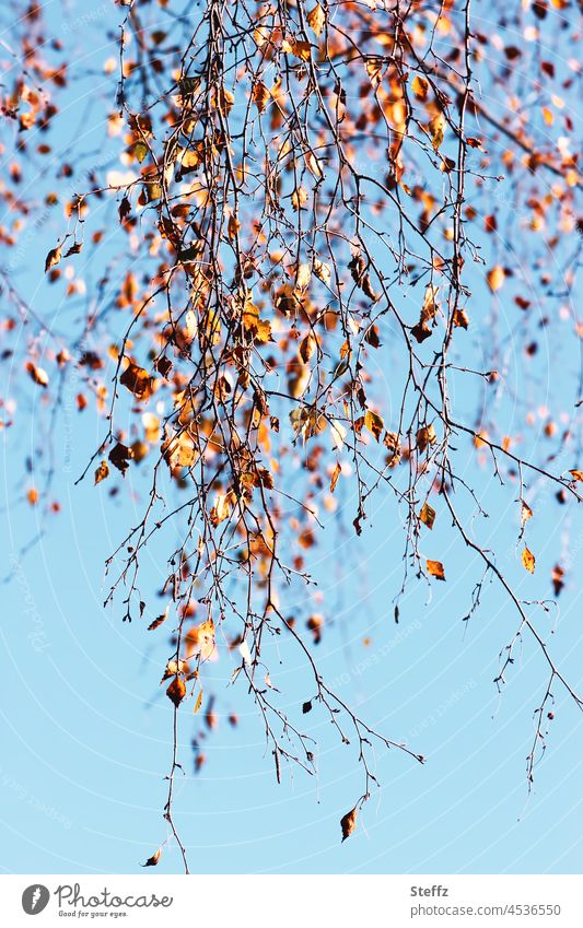letzte Pracht | die Zweige werden lichter | auch der Herbst vergänglich Birkenblätter Herbstblätter Herbstlaub Birkenzweige Blättervorhang Herbstbirke