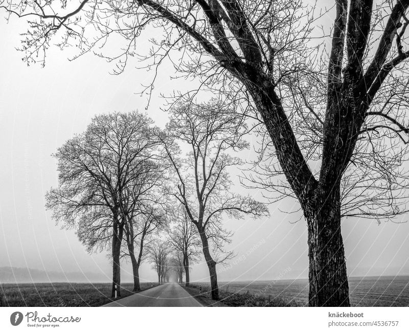landstraße  im herbst Herbst Landstraße neblig Nebel Bäume Alleebäume Straße kalt Baum Außenaufnahme Schwarzweißfoto Winter Menschenleer Weg