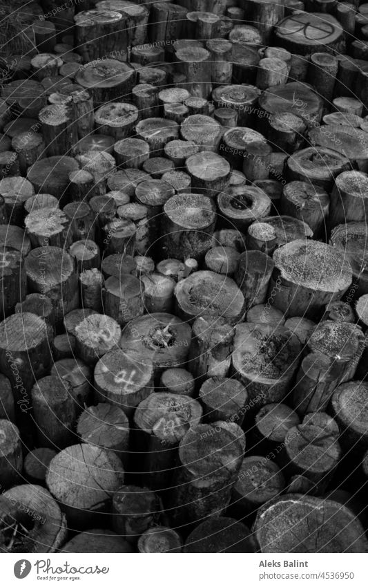 Baumstämme gesägt und aneinander gereiht in schwarzweiß gestapelt Holz Nutzholz Holzstapel Forstwirtschaft Stapel geschnitten Brennholz natürlich