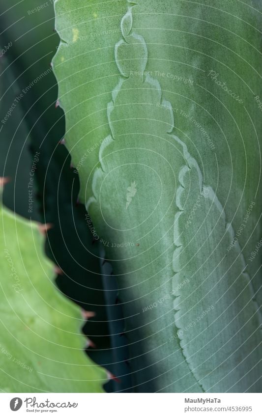Aloe Vera Pflanze Hintergrund Medizin Gesundheit Natur frisch Sukkulente Sukkulenten Farbfoto Kaktus Nahaufnahme Blatt exotisch Botanik Topfpflanze