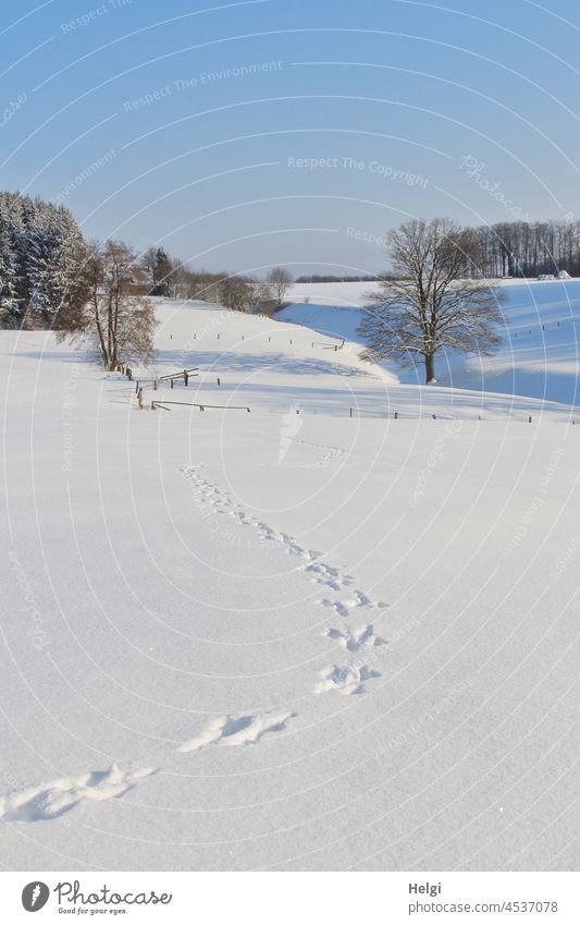 Spuren - schneebedeckte Winterlandschaft mit Spuren im Schnee Bäume Tierspuren winterlich Februar schönes Wetter Sonnenschein Licht Schatten Himmel Landschaft