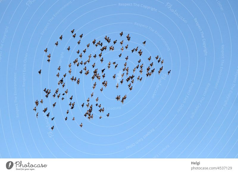Leichtigkeit | ein Schwarm Vögel fliegt vor blauem Himmel Vogelschwarm Stare viele fliegen Freiheit Außenaufnahme Bewegung frei schwarz grau Froschperspektive