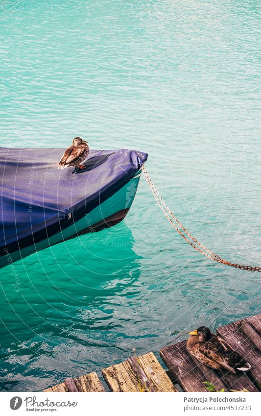 Ente auf einem überdachten Boot, das auf einem hellblauen See schwimmt Wasser Vogel Schweiz Anlegestelle