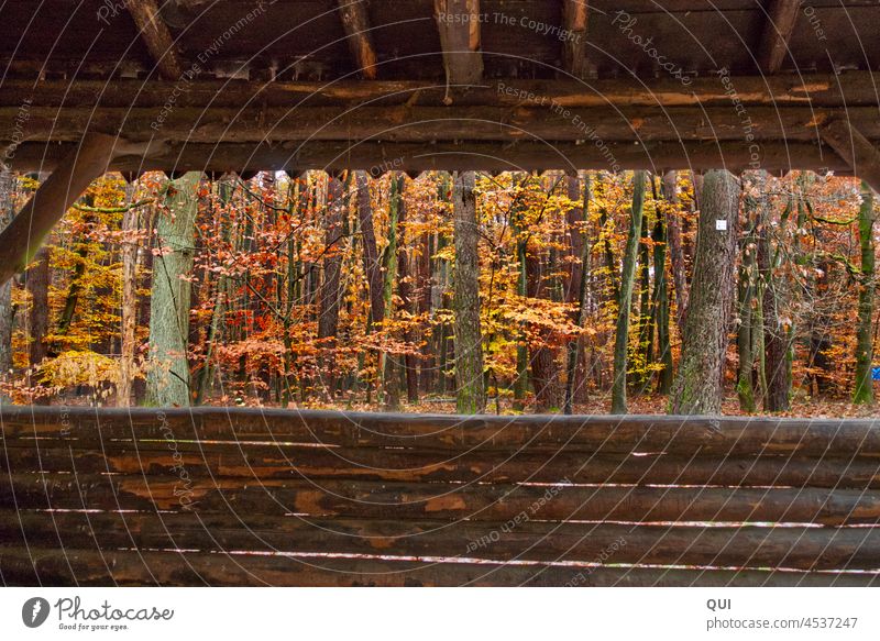 Ruhepause in einer Waldhütte Hütte im Wald Farbfoto Blick Ausblick Außenaufnahme Natur Holzhütte Tag ruhig Haus Einsamkeit Landschaft Erholung Pflanze Aussicht