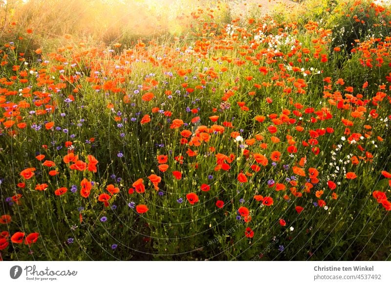 Mohnwiese in der Morgensonne an einem schönen Sommertag Mohnblüte Papaver rhoeas Klatschmohn Kornblumen Licht Gegenlicht Blühend blau rot Blumenwiese Wiese Feld