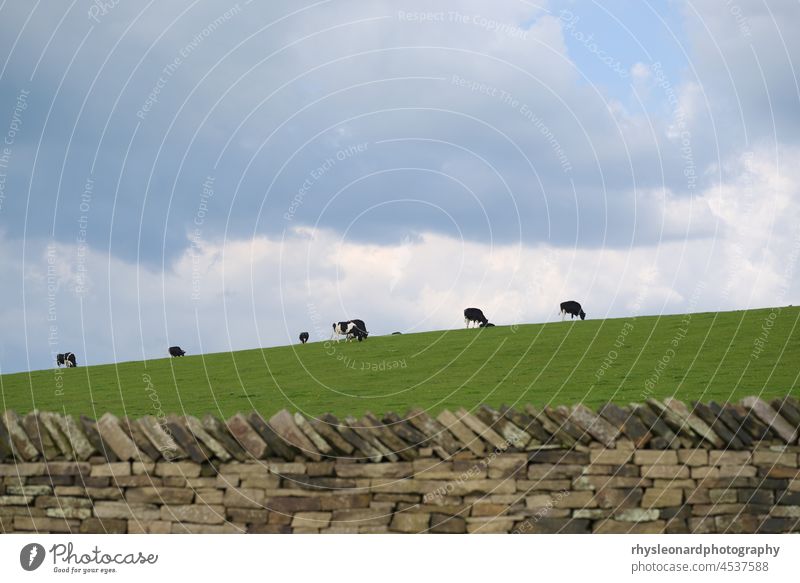 Eine Herde grasender Holstein Friesian Rinder, Kühe, die häufig für die Milchwirtschaft gezüchtet werden, am Horizont eines üppig bewachsenen Hügels. Dahinter ein wolkenverhangener, dramatischer Himmel und im Vordergrund eine Trockenmauer. Viel Platz zum Kopieren.