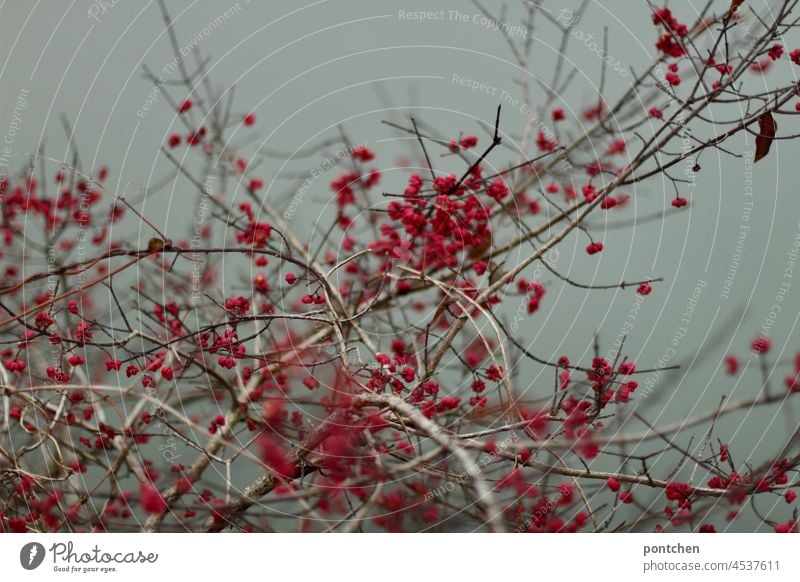 rote beeren an einem strauch vor grauem hintergrund farbkontrast winter herbst trist natur Pflanze giftig ungenießbar