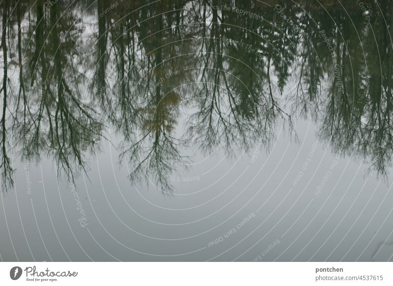 bäume spiegeln sich im wasser an einem grauen herbsttag spiegelung fluss natur wald nadelbäime laubbäume Reflexion & Spiegelung Umwelt Landschaft co2 sauerstoff