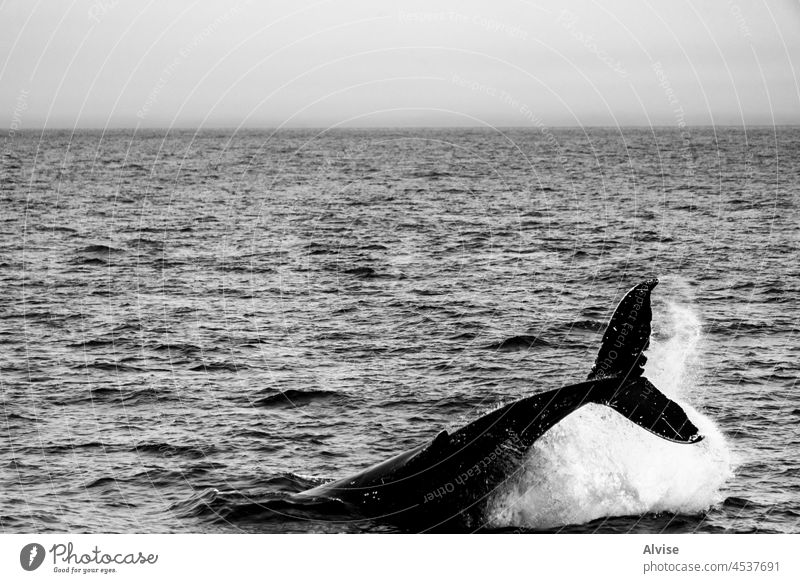 2021 08 12 Husavik-Wal MEER Meer Natur husavik blau Wasser marin Säugetier Tier Tierwelt schön Island groß wild Buckelige Oberfläche zuschauend Flosse gefährdet