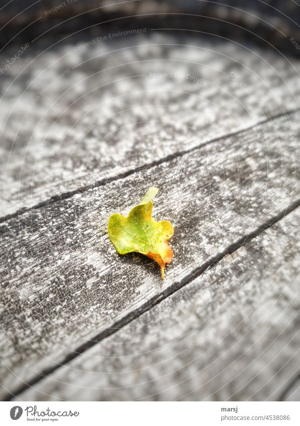 !Trash!2021 | Herbstliches Eichenblatt auf Holz Blatt Herbstlaub herbstlich Farbfoto Herbstfärbung natürlich Natur Vergänglichkeit Schwache Tiefenschärfe Licht