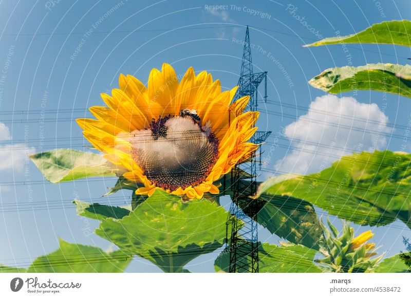 Sonnenblume in Strommast Himmel Wolken Schönes Wetter Sommer Erneuerbare Energie Energiewirtschaft nachhaltig Elektrizität Energiegewinnung regenerativ
