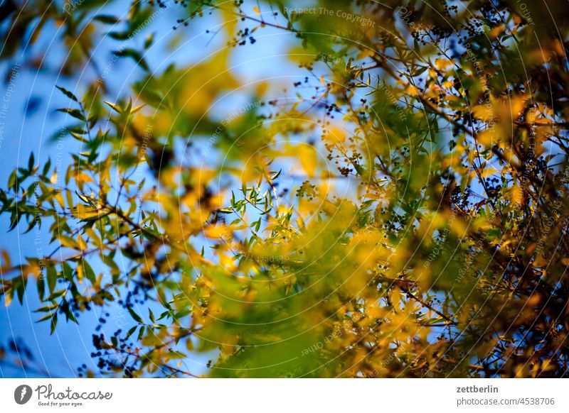 Liguster im Herbst ast baum erholung ferien garten herbst herbstlaub himmel kleingarten kleingartenkolonie laubfärbung menschenleer natur pflanze ruhe saison