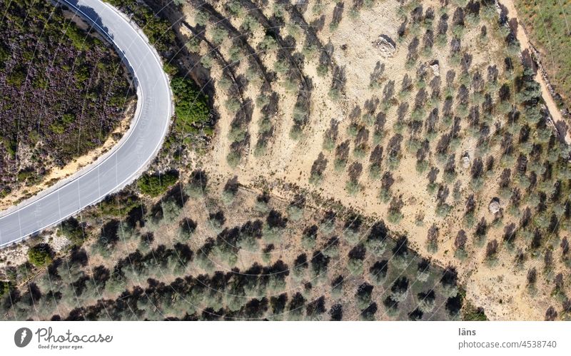 Olivenhaine von oben Olivenbäume Straße Vogelperspektive Drohnenansicht Griechenland Kreta Landschaft Menschenleer Ferien & Urlaub & Reisen Farbfoto Kurve