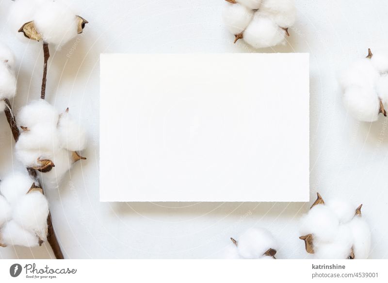 Leere Karte auf weißem Tisch mit Baumwollblumen Ansicht von oben Hochzeit Attrappe Einladung Postkarte Baumwolle Weihnachten Blume Ast minimalistisch Monochrom
