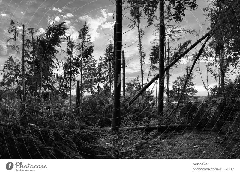 die schönheit im auge des betrachters | naturbelassen Wald Bannwald Naturschutzgebiet menschenleer Landschaft Baumstamm Sturmschäden abgeknickt verwüstet