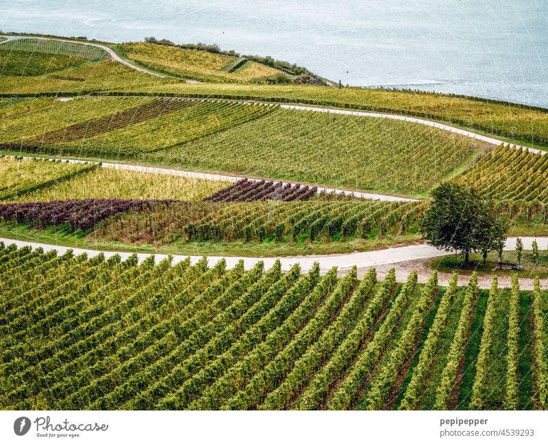 Rebenhänge Weinberge Natur Landschaft grün Außenaufnahme Farbfoto Sommer Weinbau Pflanze Weingut Weintrauben Herbst ländlich Weinrebe Landwirtschaft