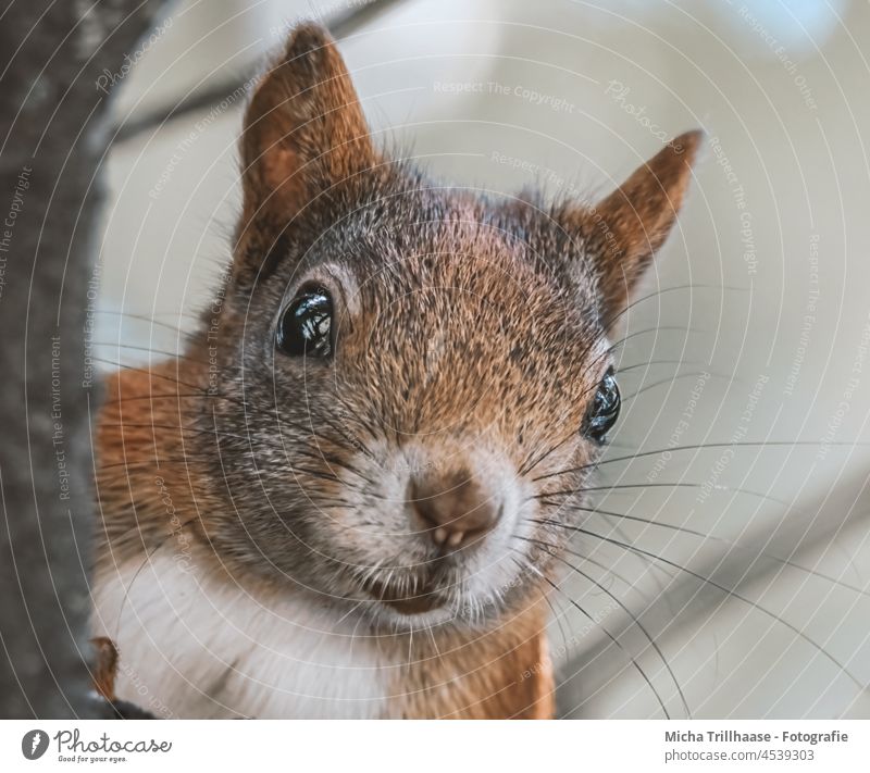 Neugierig schauendes Eichhörnchen Sciurus vulgaris Tiergesicht Kopf Auge Maul Nase Ohr Fell Wildtier Nagetiere Natur beobachten Blick niedlich