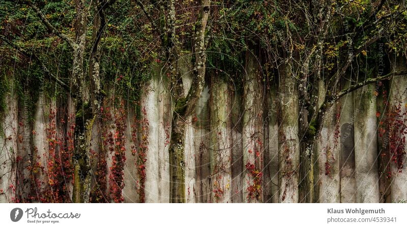 Bäume vor einer Schallschutzwand, mit Gebüsch und Flechten Wand Schallschutzmauer Rankenfplanzen senkrecht unsichtbar Herbstlaub Herbstfärbung