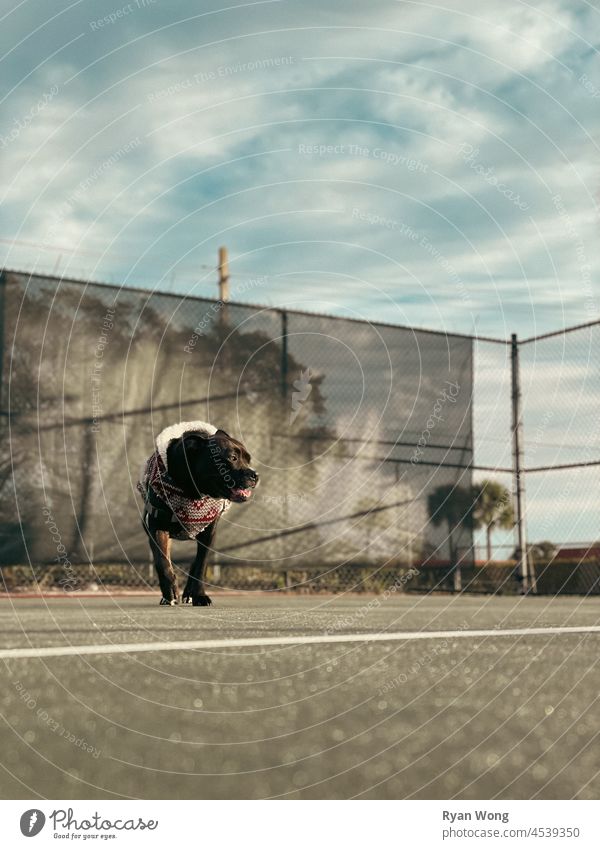 Pitbull läuft auf einem Basketballplatz, während er in die Sonne blickt. Park Pullover laufen Straßenbelag Himmel Sport Hund Großstadt Spaziergang Gericht Zug