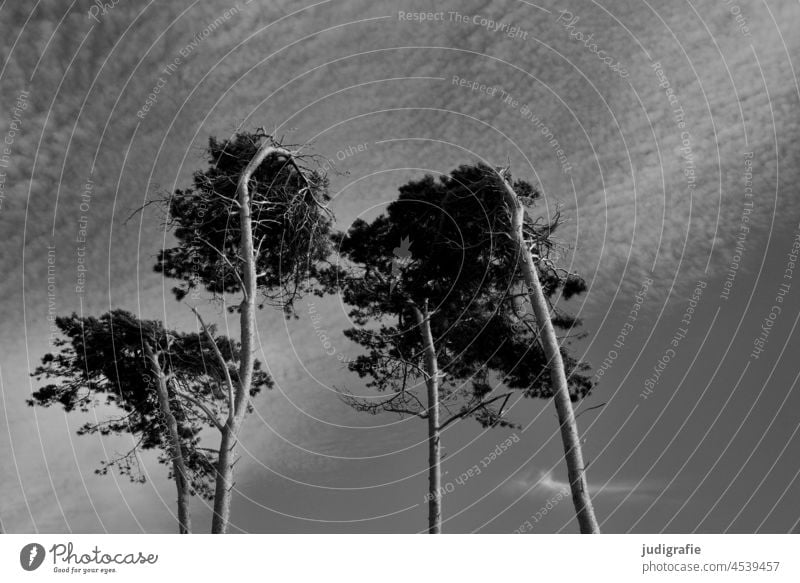 Windflüchter am Darßer Weststrand Bäume Strand Küste Ostsee Fischland-Darß-Zingst Nationalpark Nationalpark Vorpommersche Boddenlandschaft Baum