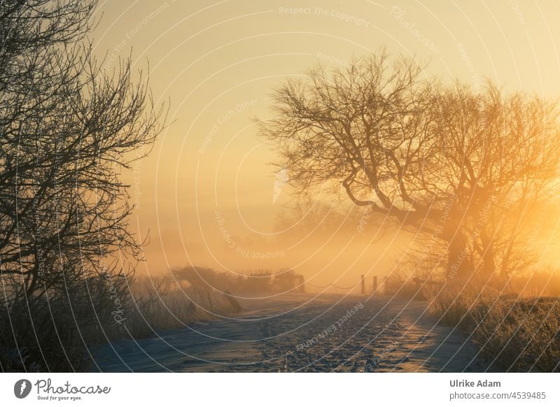 Winter im Teufelsmoor l Schneelandschaft bei Sonnenaufgang und Nebel Pfad Weg Sonnenlicht Morgendämmerung Gegenlicht Sonnenuntergang mystisch Worpswede