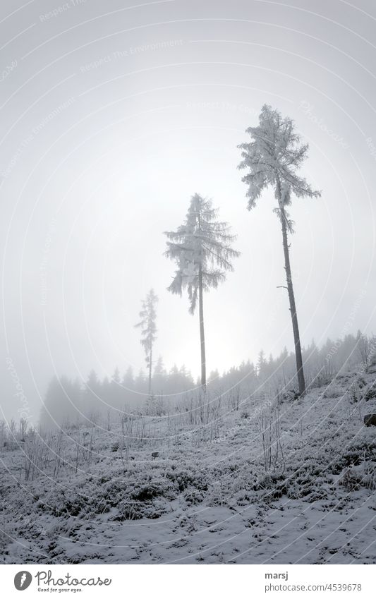 Die drei Lärchen im Nebel und Eiseskälte. Winter kalt Schnee Landschaft Frost Natur Winterurlaub Kälte Gedeckte Farben eiskalt Jahreszeiten Winterlandschaft