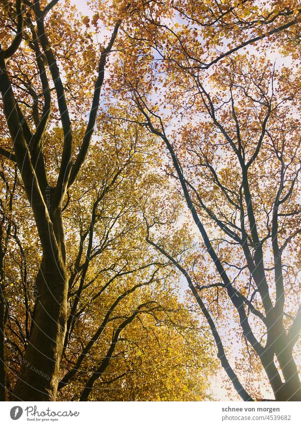 Heimat Straße Allee Bäume Herbst Sonne Blätter Natur Wald Landschaft Licht grün Weg Umwelt Sonnenlicht Laubwerk Blatt Park natürlich im Freien Saison Baum