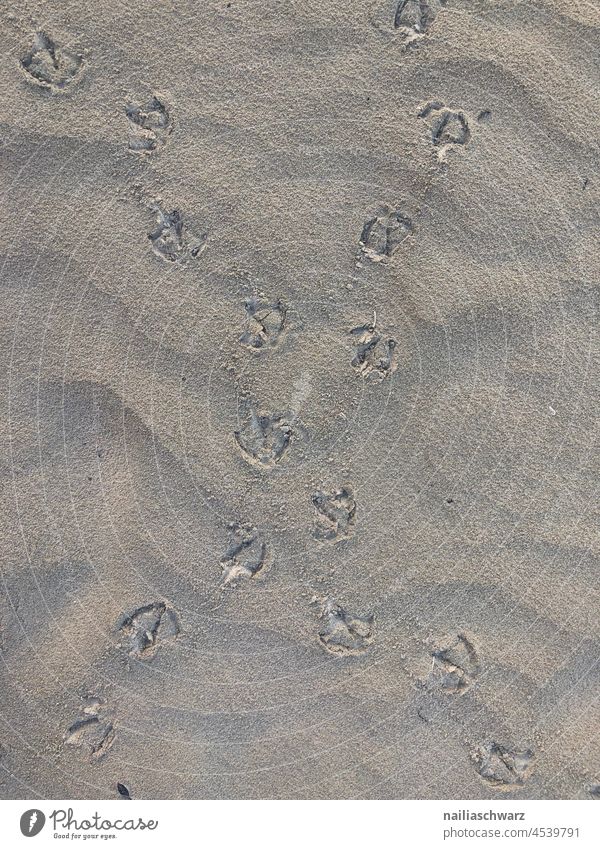 Prints print texturiert Sommer und Sand natürlich Vogelfußabdrücke Vogelperspektive Sommerurlaub Sandkörner Sandtextur Oberfläche nasser Sand Tag