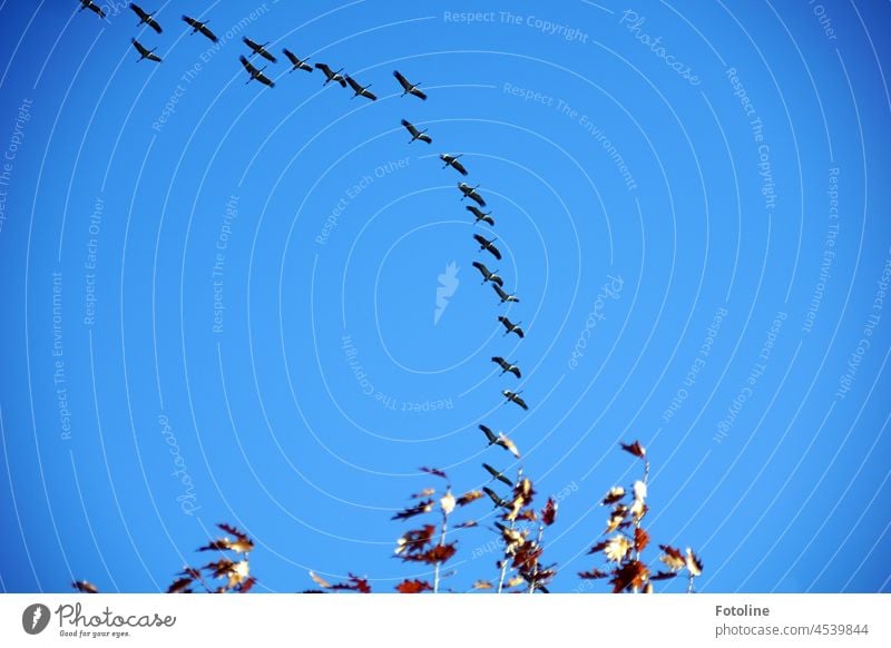 Kranichflug - über die Baumkrone eines vom Herbst gezeichneten Baumes Kraniche fliegen Himmel Vogel Wildtier Außenaufnahme Farbfoto Tier Tiergruppe Zugvogel