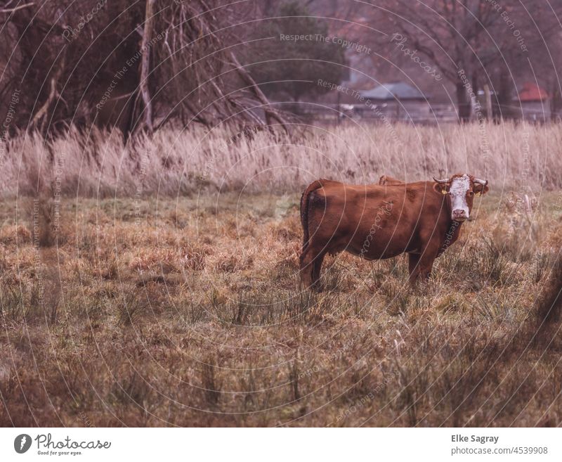 Tierportrait -artgerechter Weidentierhaltung ... Rinderhaltung Nutztier Außenaufnahme Menschenleer Tierporträt Biologische Landwirtschaft Landleben Natur