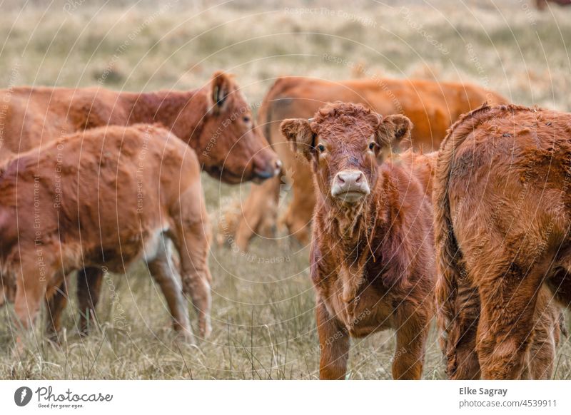 Weidentierhaltung - Rinderzucht-Freilandhaltung - Artgerecht Rinderhaltung Nutztier Tier Außenaufnahme Wiese Menschenleer Tag Biologische Landwirtschaft