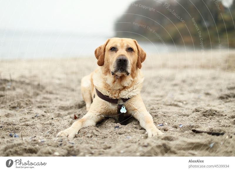 Blonder Labrador liegt nach dem Baden im Meer bei kaltem, trüben Wetter nass am Ostseestrand und schaut in die Kamera Hund Haustier blond kraftvoll Ohren Strand