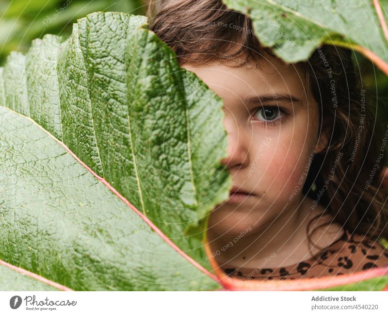 Kleines Mädchen bedeckt Gesicht mit großem Zweig Blatt Tierhaut starren Deckblatt Pflanze ernst wachsen vegetieren Starrer Blick pflanzlich Kind Persönlichkeit
