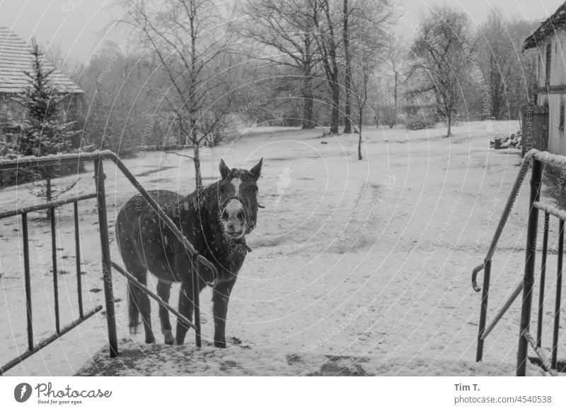 ein Pferd steht im Winterlichen Schneetreiben auf einem Bauernhof vor dem Eingang zum Haus s/w Polen schneien bnw horse farm Schwarzweißfoto Außenaufnahme Tag