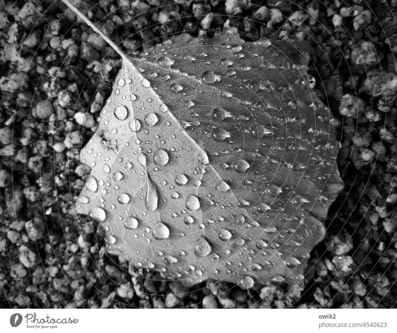 Tief gelegen Regentropfen Wasserperlen Strukturen & Formen geheimnisvoll funkeln glänzen leuchtend Detailaufnahme Außenaufnahme Wetter Nahaufnahme Menschenleer