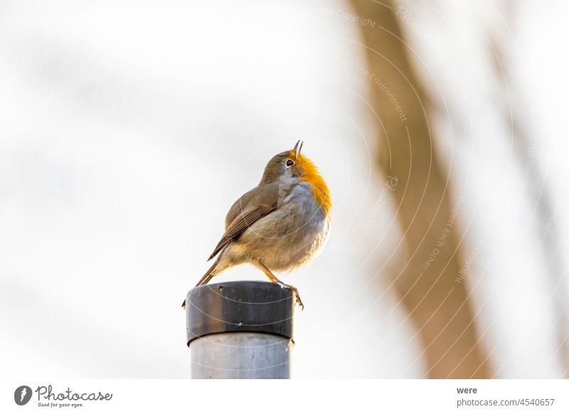 Ein Rotkehlchen sitzt auf einem Zaunpfahl Erithacus rubecula Tier Vogel Vogelfutter Vogelfütterung Ast Niederlassungen kalt Textfreiraum kuschelig weich Federn