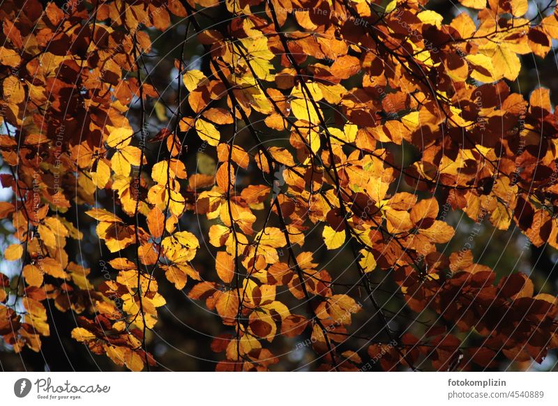 Herbstblätter-Zweige in leuchtenden Farben herbstlich Herbstfärbung Blätter gelb Herbstsaison Herbstwetter Herbstfarben Herbststimmung Herbstlaub gold