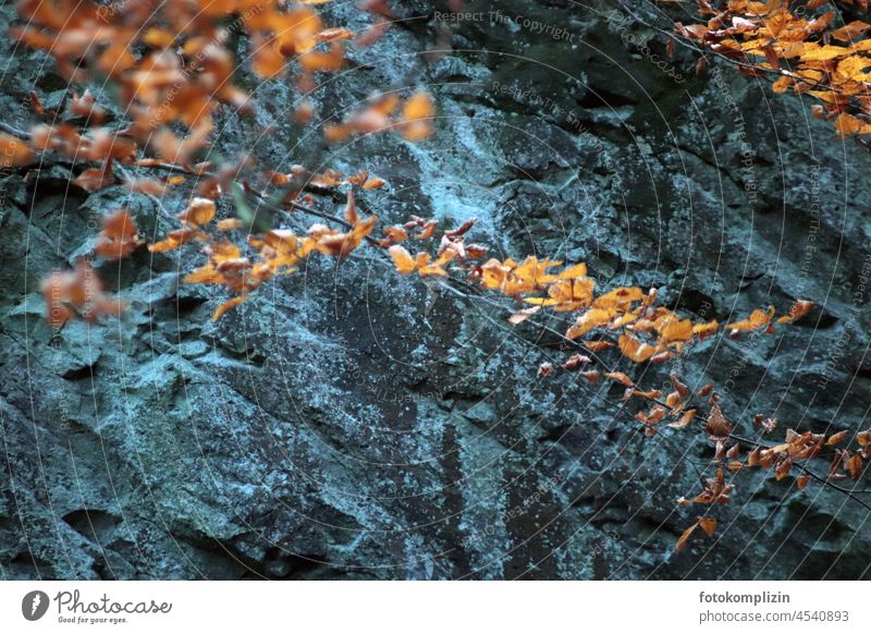 herbstlicher Blätterzweig vor blaugrauem Felsengestein Herbst Gestein Stein Basalt Natur Herbstblätter Farbe Herbstfärbung felsig Herbstlaub Herbststimmung