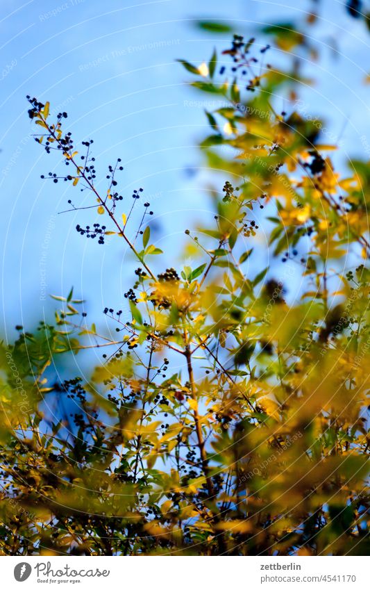 Liguster im Herbst ast baum erholung ferien garten herbst herbstlaub himmel kleingarten kleingartenkolonie laubfärbung menschenleer natur pflanze ruhe saison