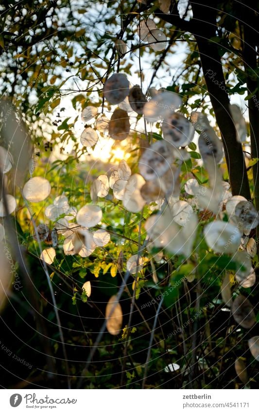Einjähriges Silberblatt im Herbst abend ast baum dunkel dämmerung erholung erwachen ferien garten herbst herbstlaub himmel kleingarten kleingartenkolonie