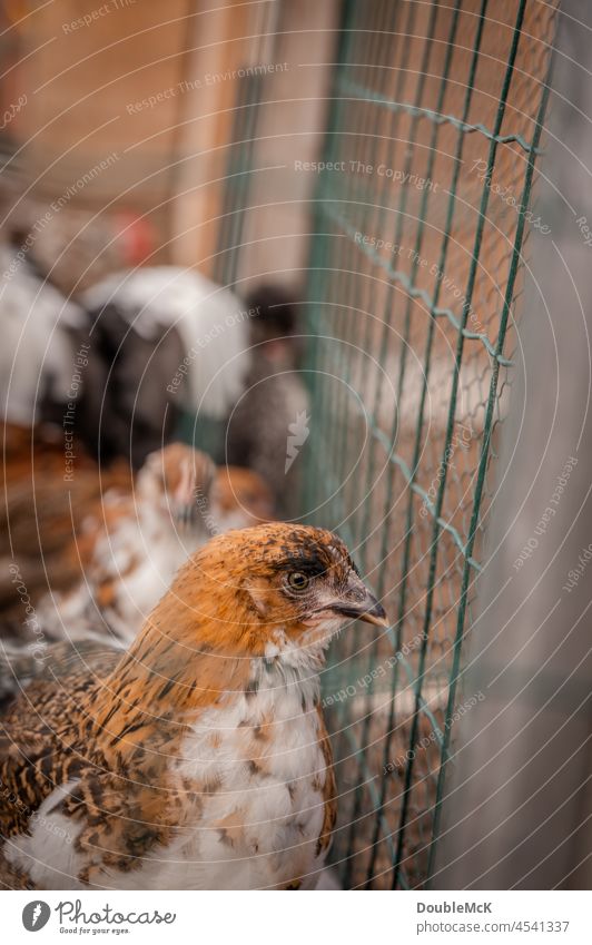 Ein Huhn guckt aus seinem Käfig heraus Farbfoto Außenaufnahme Tag mehrfarbig natürlich Ruhe abschalten ruhig Textfreiraum schön Biologie Zeitgenosse