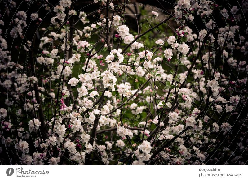 Ein Blütentraum Blütenknospen Außenaufnahme grün Frühling Wachstum Menschenleer Farbfoto Natur Pflanze schön Schwache Tiefenschärfe Tag Nahaufnahme Blühend