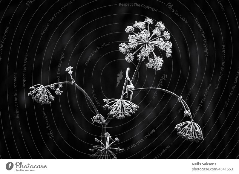 Silberkuh Petersilie Pflanze mit Frost bedeckt Sonnenaufgang verwelkt Morgen Ast Rosette Regenschirm Winter November Schnee dunkel Hintergrund kalt Raureif