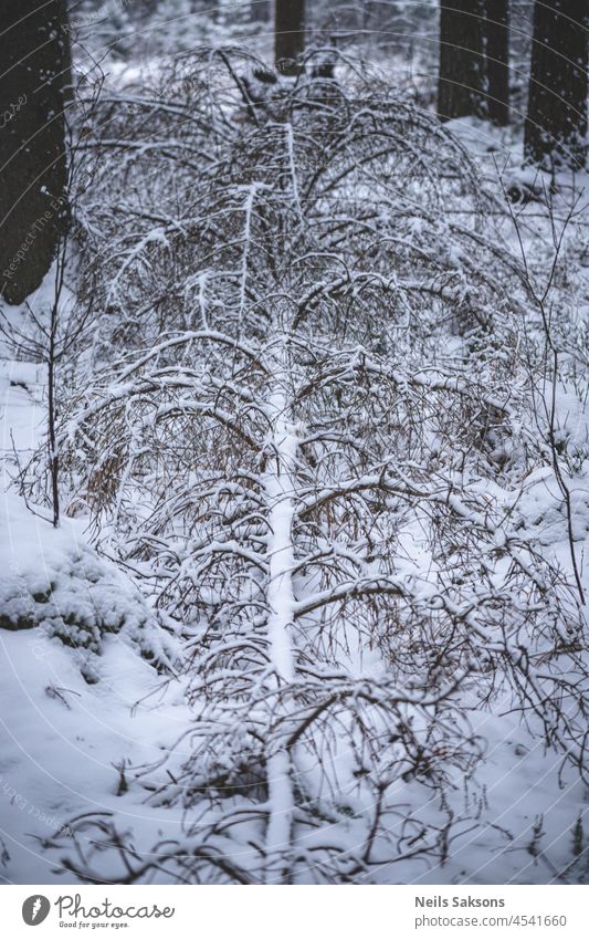 Toter Weihnachtsbaum Hintergrund schön Ast gebrochen kalt bedeckt Schaden Gefahr gefährlich Zerstörung Desaster Ökologie Umwelt Immergrün gefallen Tanne Wald