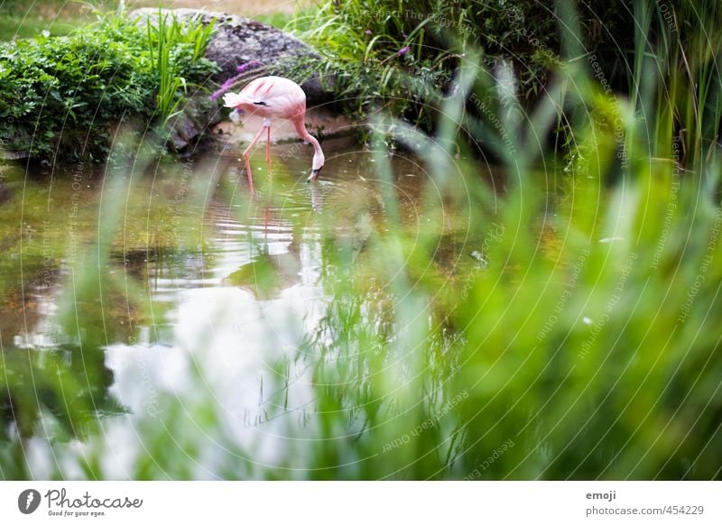 Flamingo Umwelt Natur Landschaft Pflanze Tier Park Teich Wildtier Zoo 1 natürlich grün Farbfoto Außenaufnahme Menschenleer Tag Schwache Tiefenschärfe